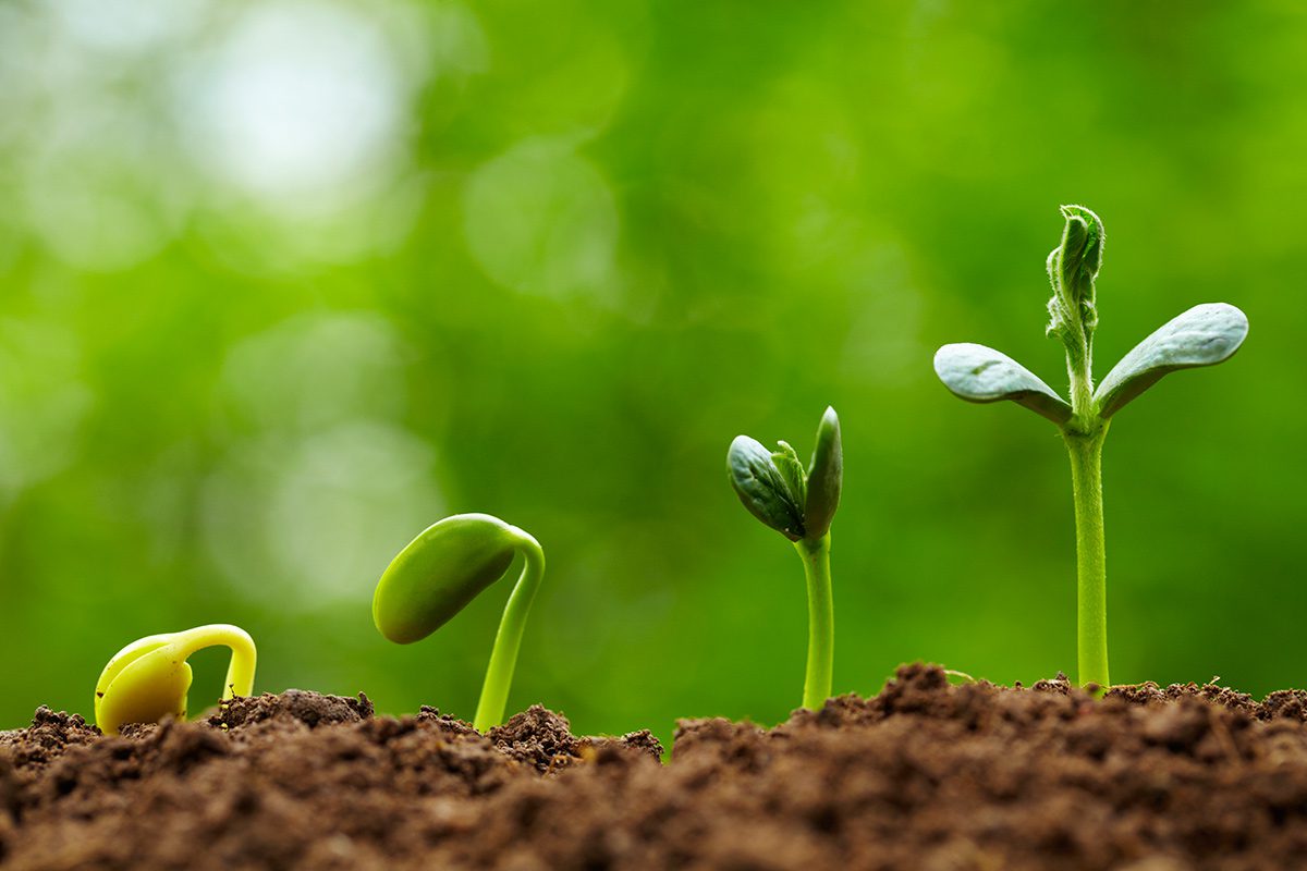 Preparing Seedlings for Planting