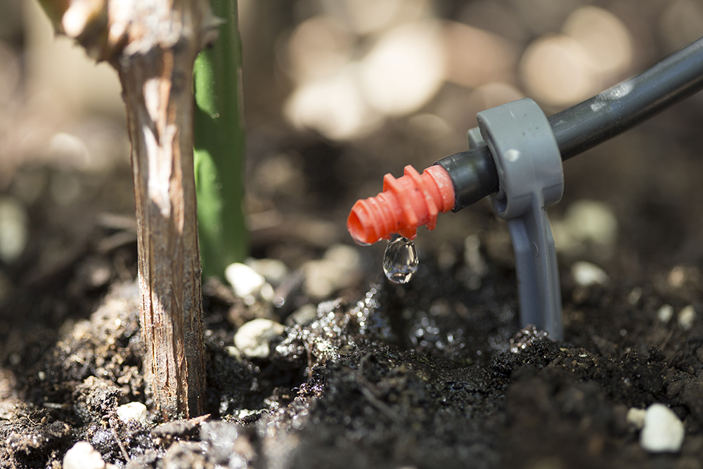 l'historique de l'arrosage goutte à goutte