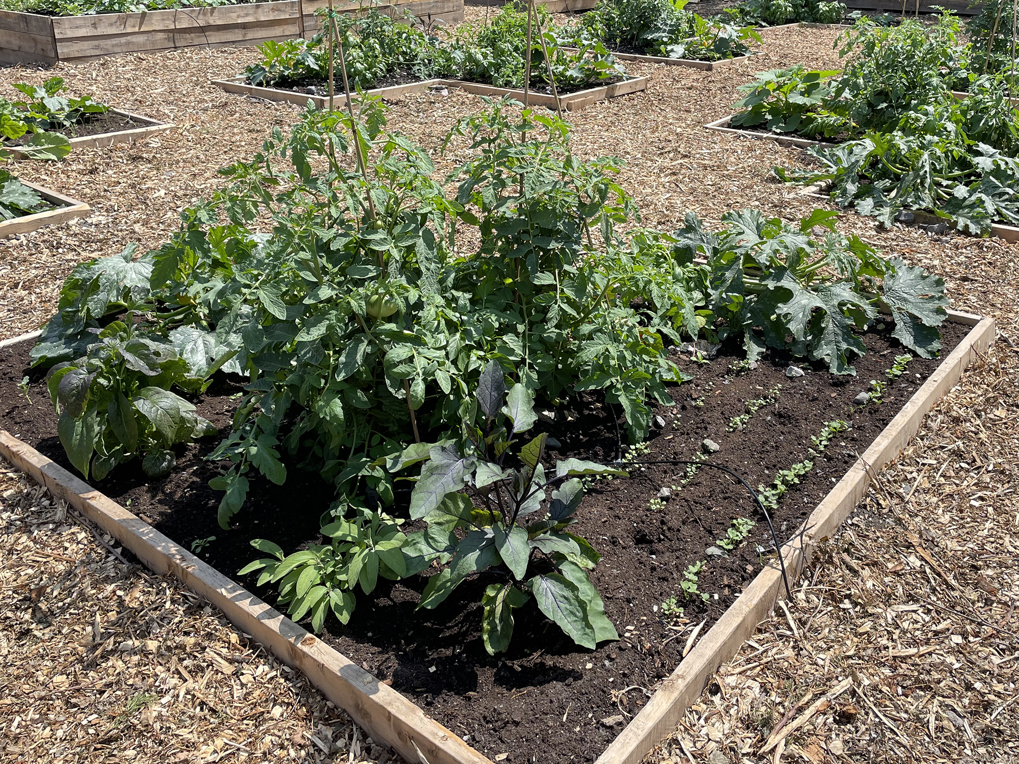 Micro-irrigation jardin