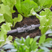 Dérivation en T pour micro-asperseurs 13 mm (1/2”) Gardena
