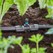 Dérivation en T pour micro-asperseurs 13 mm (1/2”) Gardena
